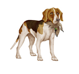 chien, beagle  animal de compagnie, braque de weimar, gibier, sarcelle , mal, femelle, à poil court, animal, brun, chiot, canidé, isolé, braque, joli, noir et blanc, portrait, mammifère, chien de rapp