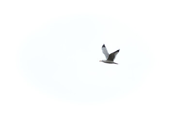 Seagull flying alone in the sky
