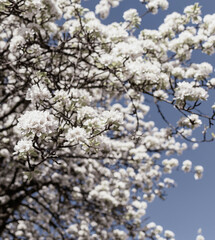Flower buds on tree branches