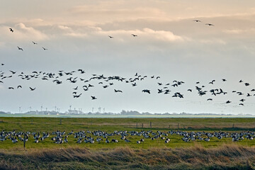 Weißwangengänse / Nonnengänse ( Branta leucopsis ) am Kutterhafen von Spieka-Neufeld an der Wurster Nordseeküste.