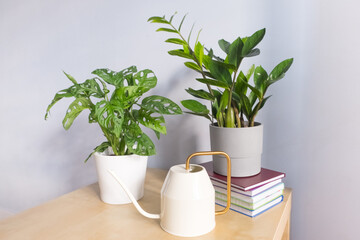 Zamioculcas with monstera adansonii in a pot on a table nearby a watering can, home gardening concept