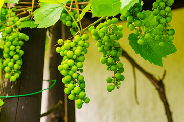 Green vine grapes on tree
