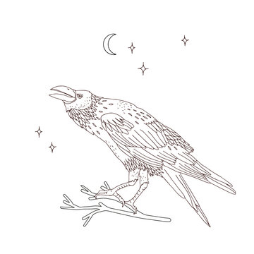 Black crow on twig in the night sky colouring page vector illustration isolated on white. Mystical raven print for Halloween postcard or tee shirt design.