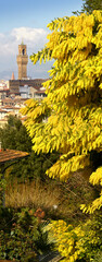 Mimosa in bloom at Piazzale Michelangelo in Florence with the Tower of the Town Hall of Florence in...