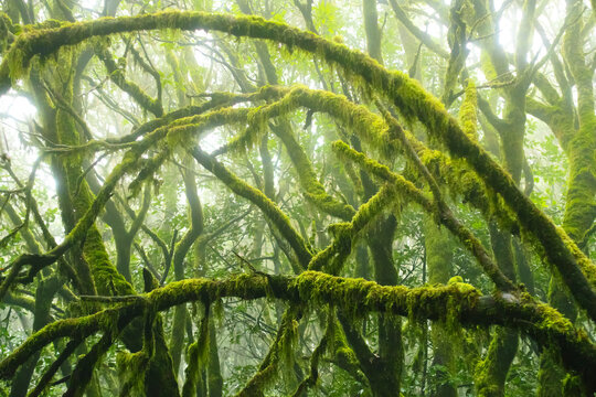 Mossy trees in the evergreen cloud forest of Garajonay National Park, La Gomera, Canary Islands, Spain.