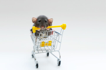 Gray funny rat Dumbo in a shopping cart on a white background. She has black eyes and large ears....