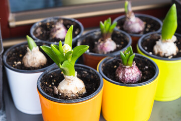 Hyacinth bulbs growing in flower pots. Spring flowers on the windowsill