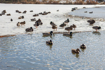 Wild ducks in early spring are looking for food on ice and in thawed water