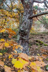 Tronc d'arbre coloré avec de belles écorces au milieu d'une foret colorée par une belle journée d'automne au bord d'un chemin de randonnée