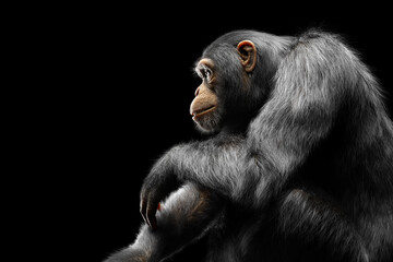 Chimpanzee monkey sitting portrait on black - Powered by Adobe