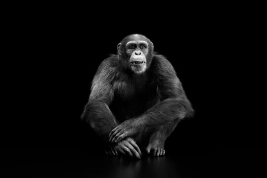 Chimpanzee monkey portrait on black