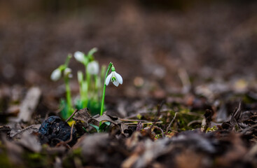 spring snowdrops 