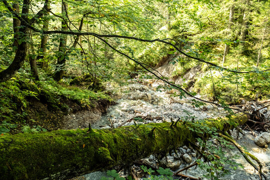 Moss Covered Fallen Tree Lying Over Small Forest Stream In Mieming Range
