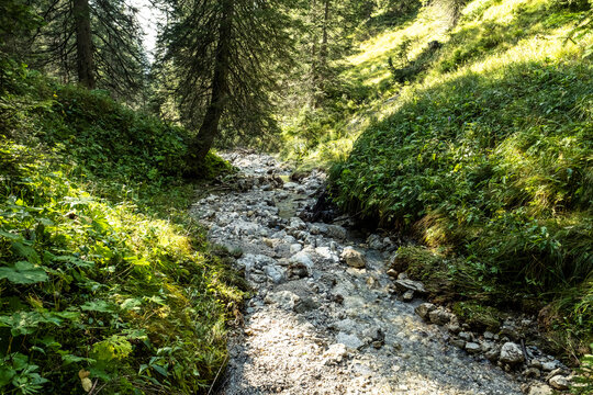 Small forest stream inMiemingRange during summer