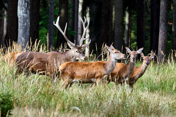 Rotwild ( Cervus elaphus ).