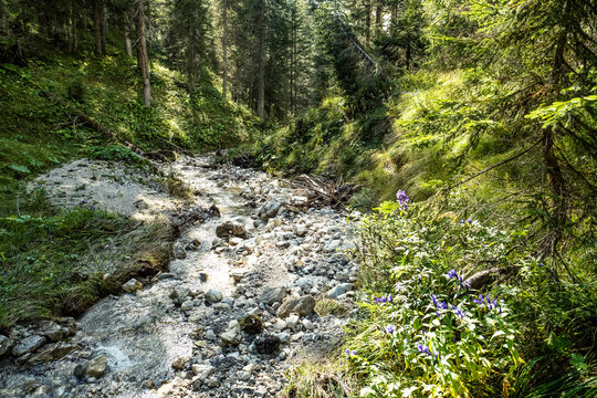 Small forest stream in Mieming Range during summer