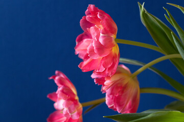 Tulip with blue background macro