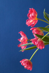 Tulip with blue background macro