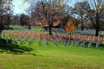 Pierres tombales alignées dans le cimetière d'Arlington au pied d'un arbre