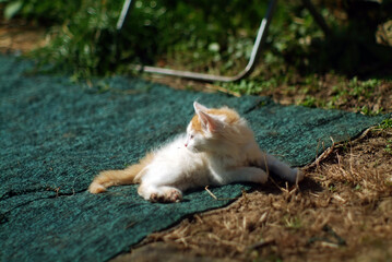a small fluffy kitten lies on the ground
