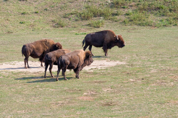 Bisons