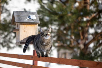 The cat sits on the fence in winter. A rustic striped domestic cat walks along the fence. Sunny day. A hungry cat is waiting for its owner in the country. Abandoned cat in a country house