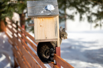 The cat sits on the fence in winter. A rustic striped domestic cat walks along the fence. Sunny day. A hungry cat is waiting for its owner in the country. Abandoned cat in a country house
