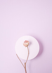 Beautiful pink dry rose on a round pedestal. Unique still life.  Minimal pastel background.