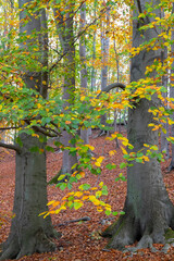 Herbstlaub im Laubwald
