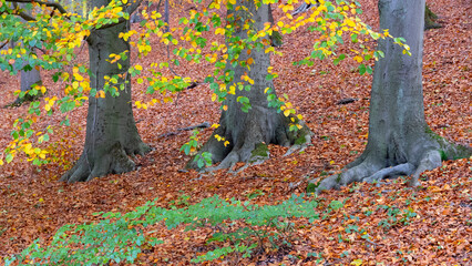 Herbstlaub im Laubwald