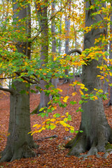 Fototapeta na wymiar Herbstlaub im Laubwald
