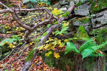Herbstlaub im Laubwald