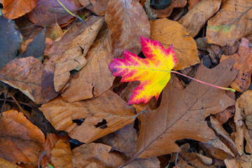 Herbstlaub im Laubwald