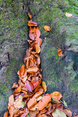 Herbstlaub im Laubwald