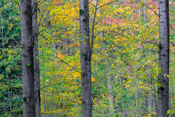 Herbstlaub im Laubwald