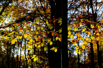 Herbstlaub im Laubwald