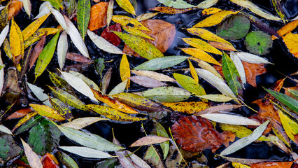 Herbstlaub im Laubwald