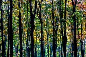 Herbstlaub im Laubwald