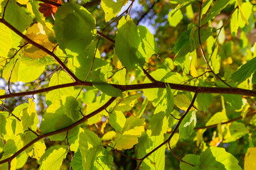Herbstlaub im Laubwald