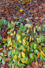 Herbstlaub im Laubwald