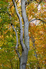Herbstlaub im Laubwald