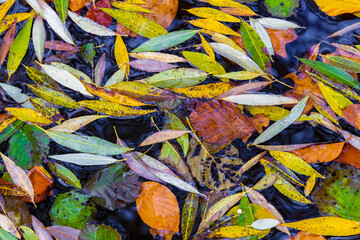 Herbstlaub im Laubwald