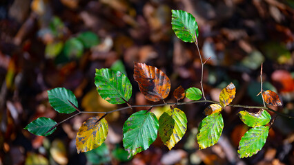 Herbstlaub im Laubwald