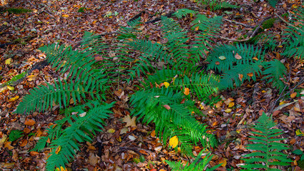 Farn im Herbstlaub