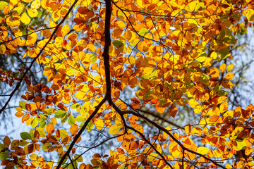 Herbstliche Buchenblätter im Gegenlicht