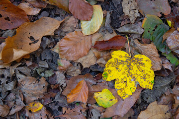 Herbstlaub in einem Laubwald