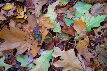 Herbstlaub in einem Laubwald
