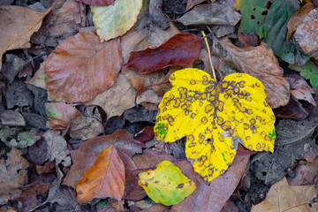 Herbstlaub in einem Laubwald