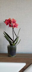 Pink  orchid in the interior on a gray background