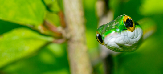 Parrot snake, Satiny Parrot Snake, Leptophis depressirostris, Tropical Rainforest, Corcovado...
